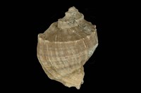 藏品(紅皺岩螺)的圖片